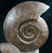 Impressive Hammatoceras Ammonite Sculpture - #7988-4